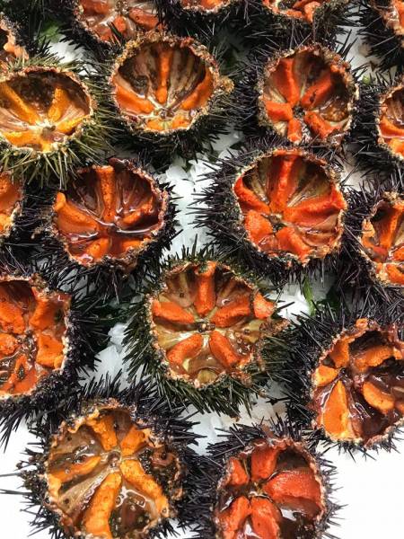 Oursins de Galice remplissage garantie