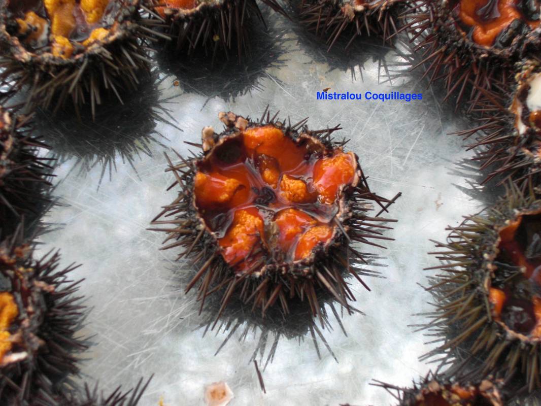 Livraison de plateau d'oursins sur Marseille