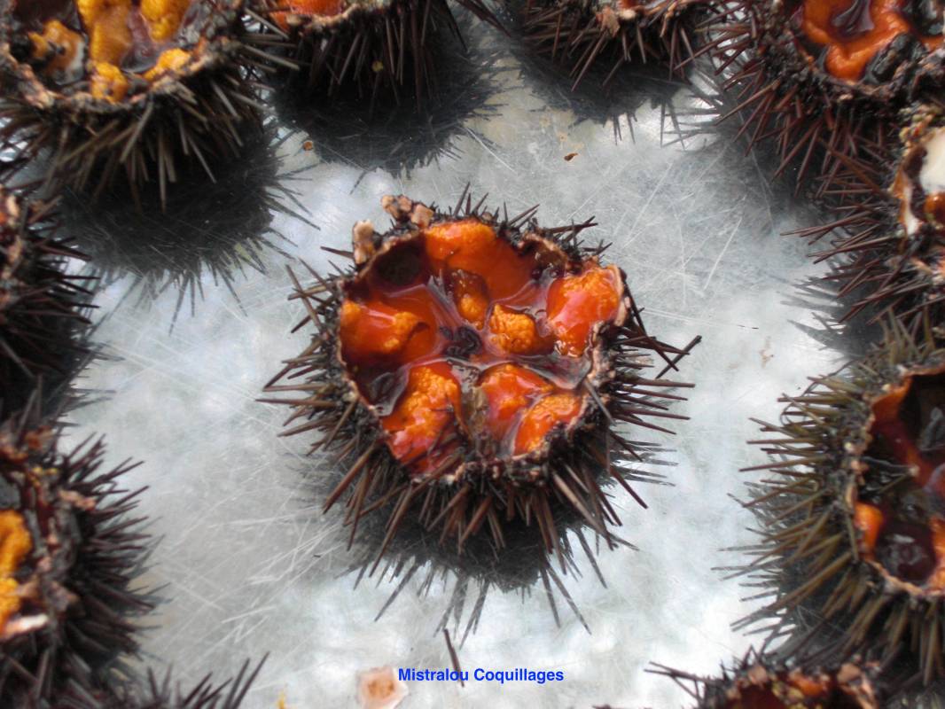 Livraison à domicile de plateaux d'oursins et coquillages sur Marseille