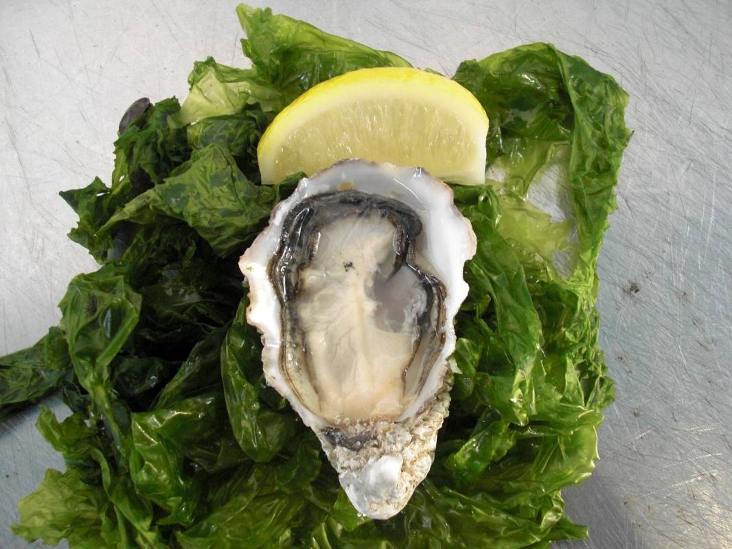 Livtaison de plateaux de coquillages vertes de claire sur Marseille 13007