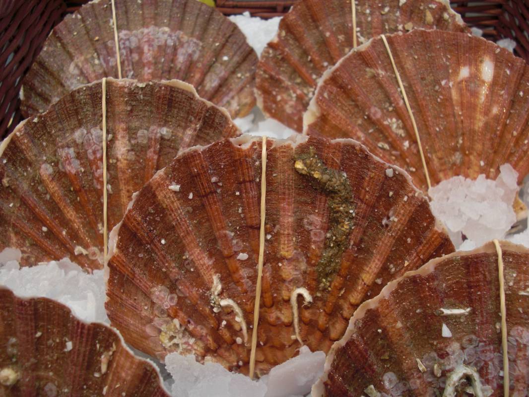 Coquilles St Jacques sur Marseille Endoume 13007