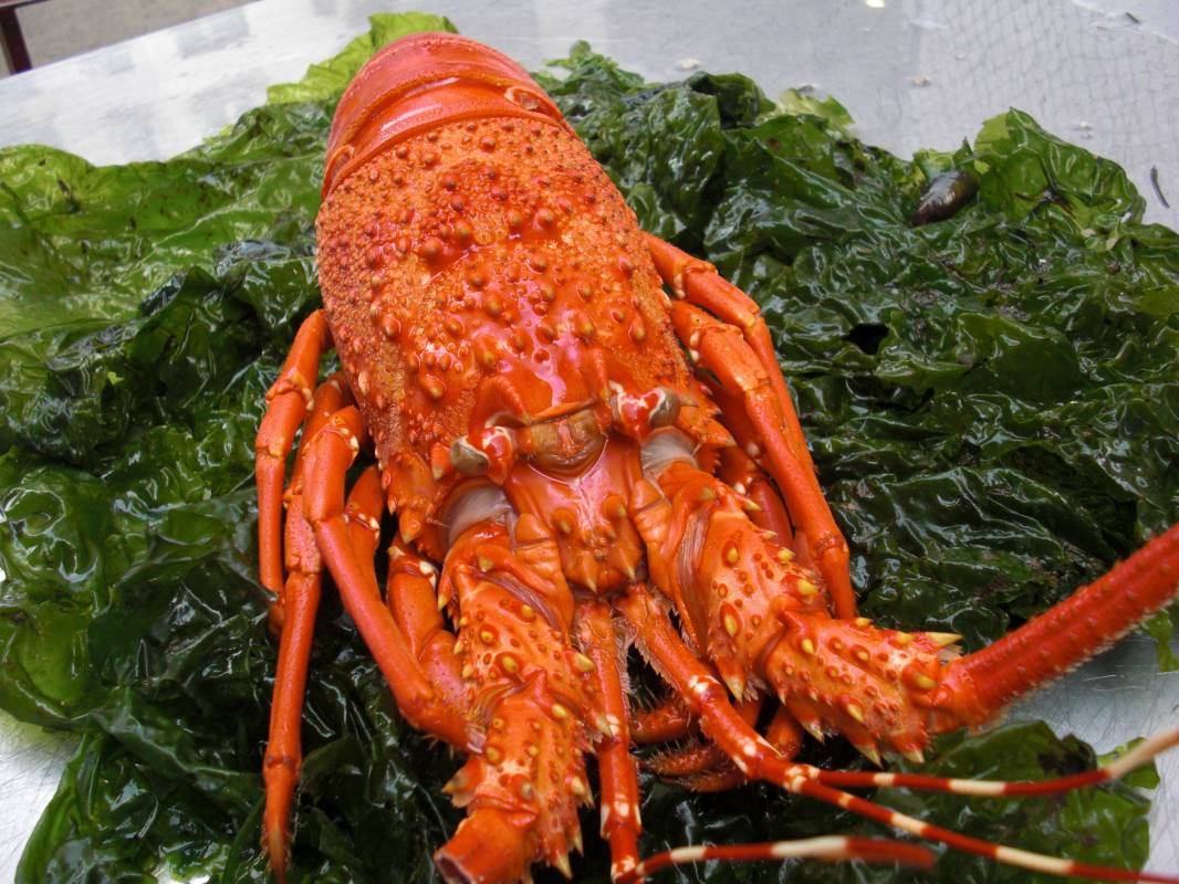 Livraison de plateaux de fruits de mer sur Marseille 13000