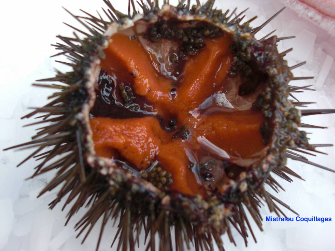 LIVRAISON DE PLATEAUX DE COQUILLAGES SUR MARSEILLE