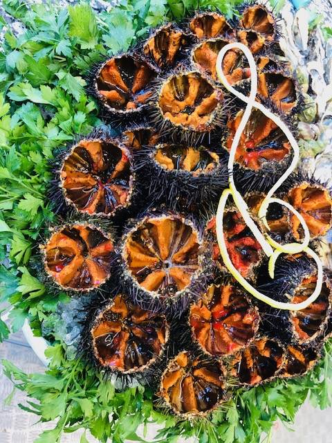 Oursins de galice Marseille catalans