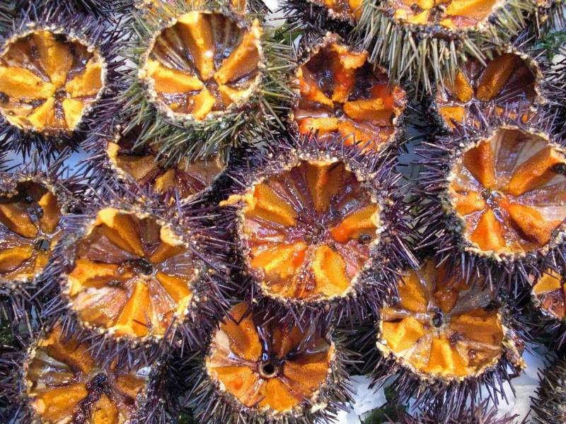 Oursinade Marseille 2024 des oursins bien remplis