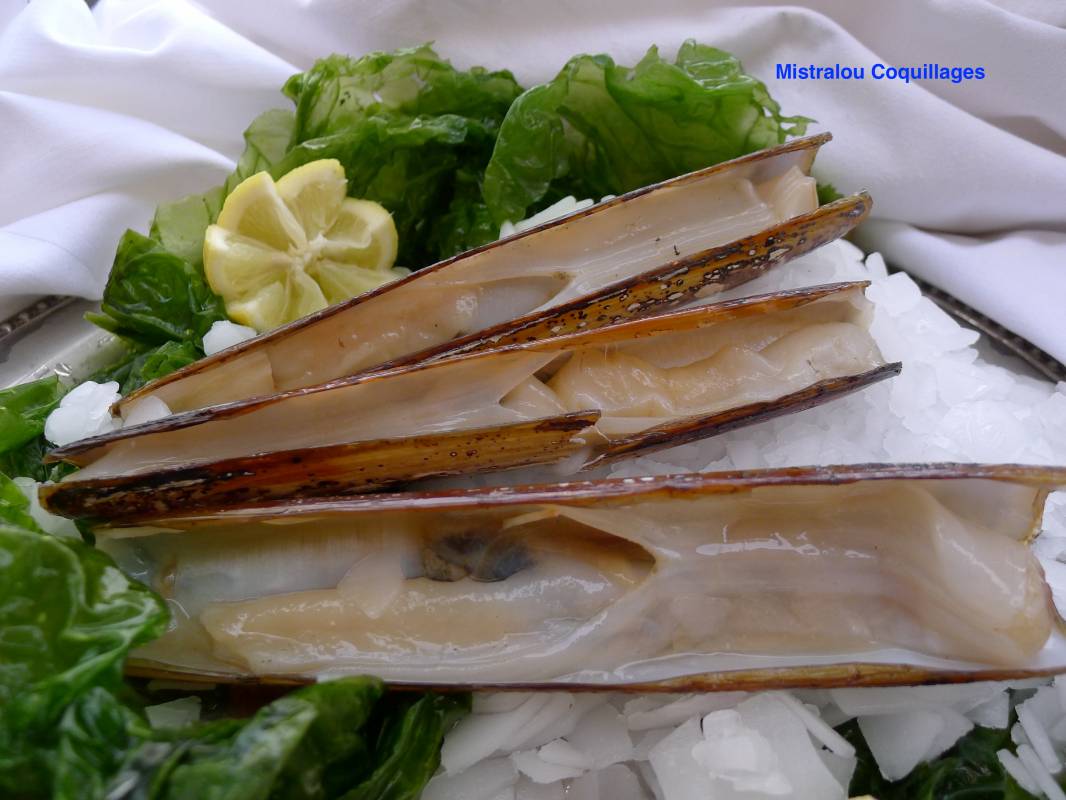 Couteaux de Mer sur Marseille