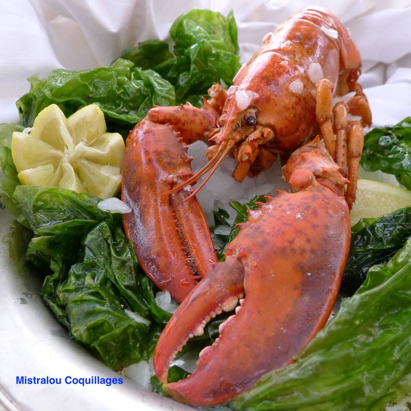 Homard du Canada qualité prénium sur Marseille