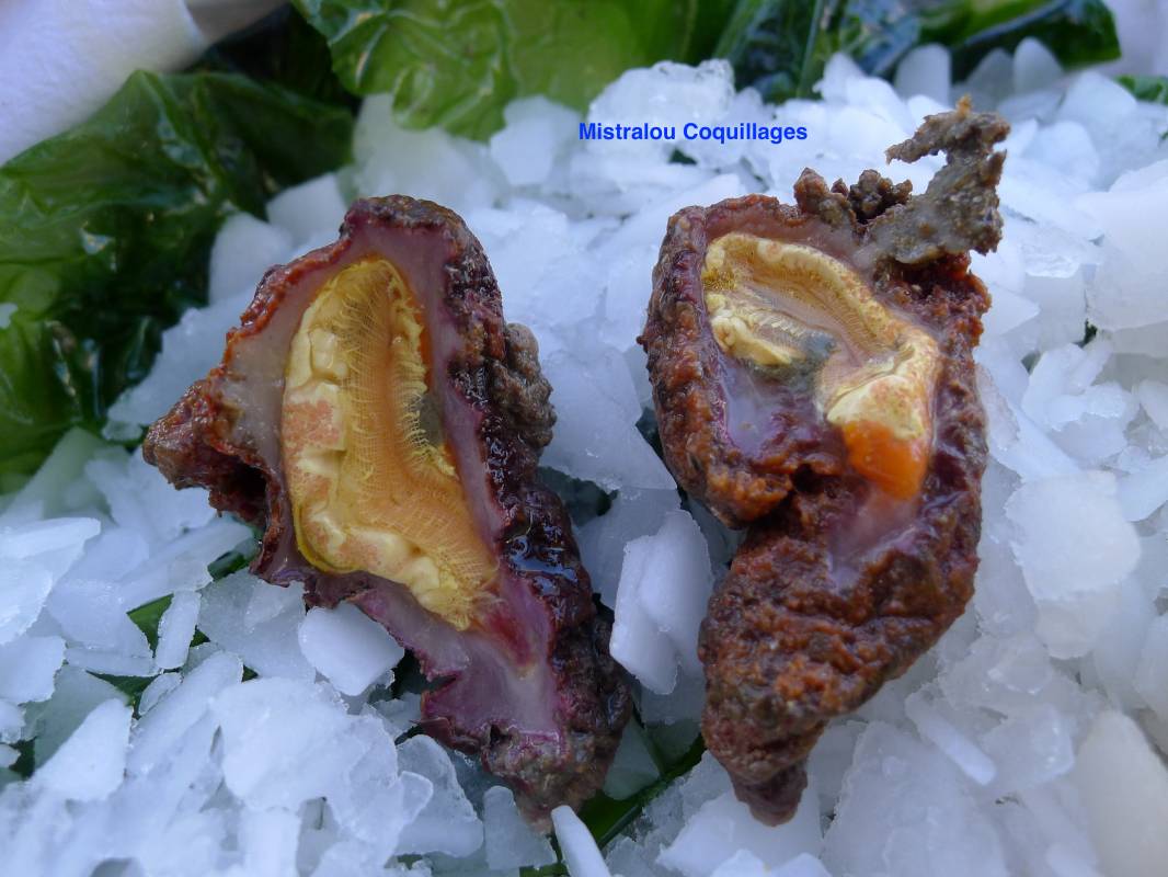 Livraison de plateaux de fruits de mer sur Marseille